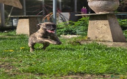 Mixed Breed dogs for sale: Brindle female whippet lurcher  - Image 9