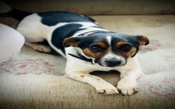 Jack Russell dogs for sale: Outstanding jack russels  - Image 18