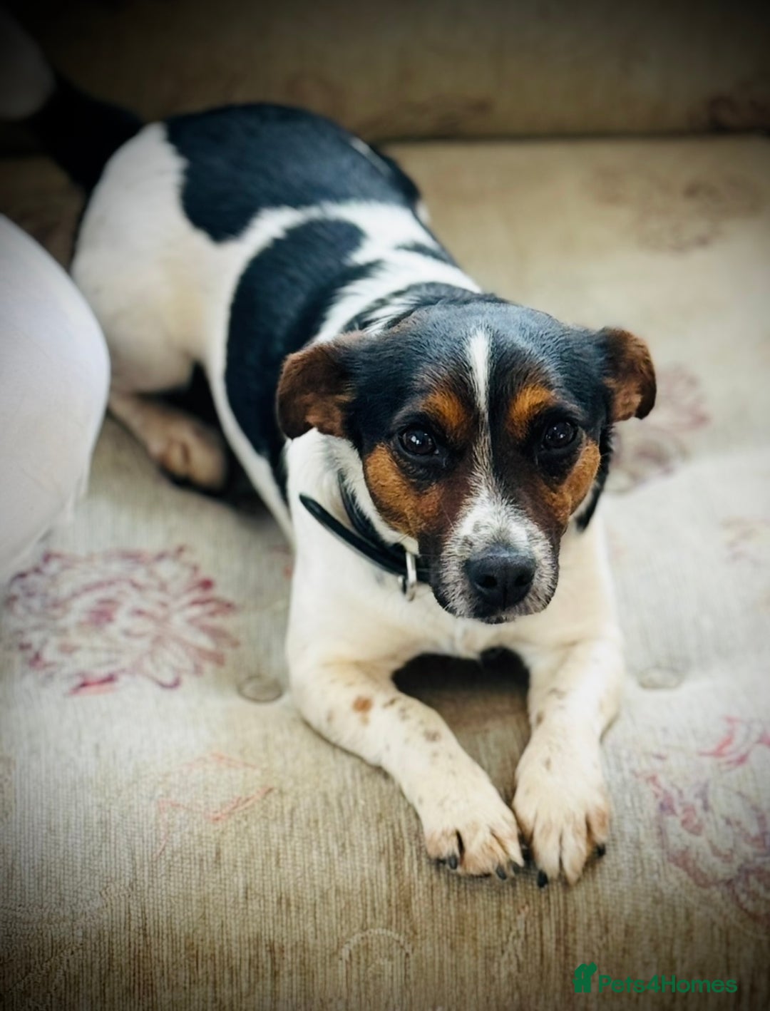 Jack Russell dogs for sale: Outstanding jack russels  - Image 18