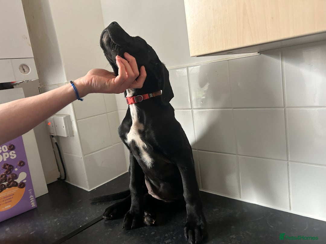 Cane Corso dogs for sale: Cane corso puppies  - Image 9