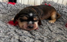 Cocker Spaniel dogs for sale: Lovable Show Cocker Spaniel Puppies 🐾💕 - Image 6