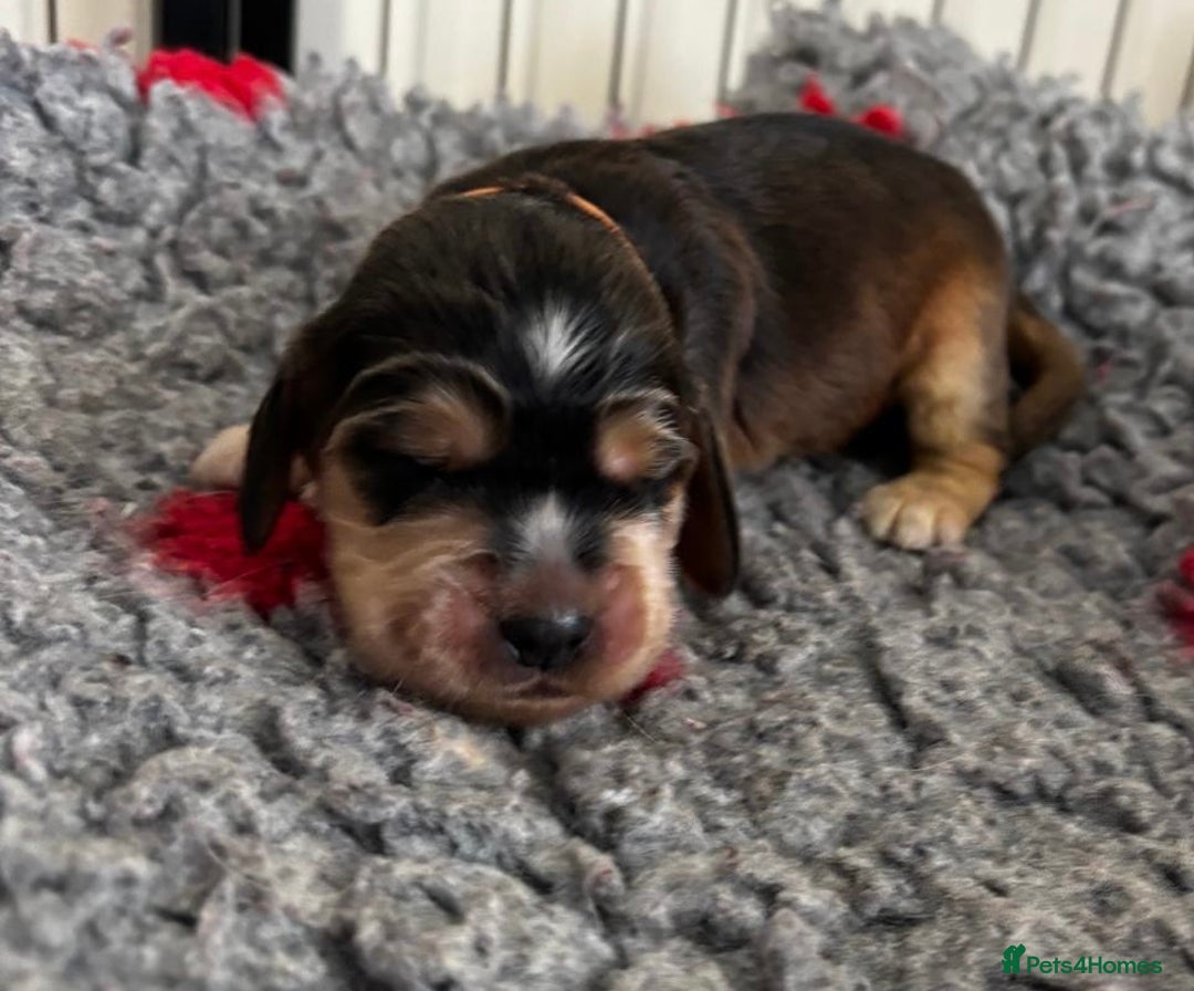 Cocker Spaniel dogs for sale: Lovable Show Cocker Spaniel Puppies 🐾💕 - Image 6