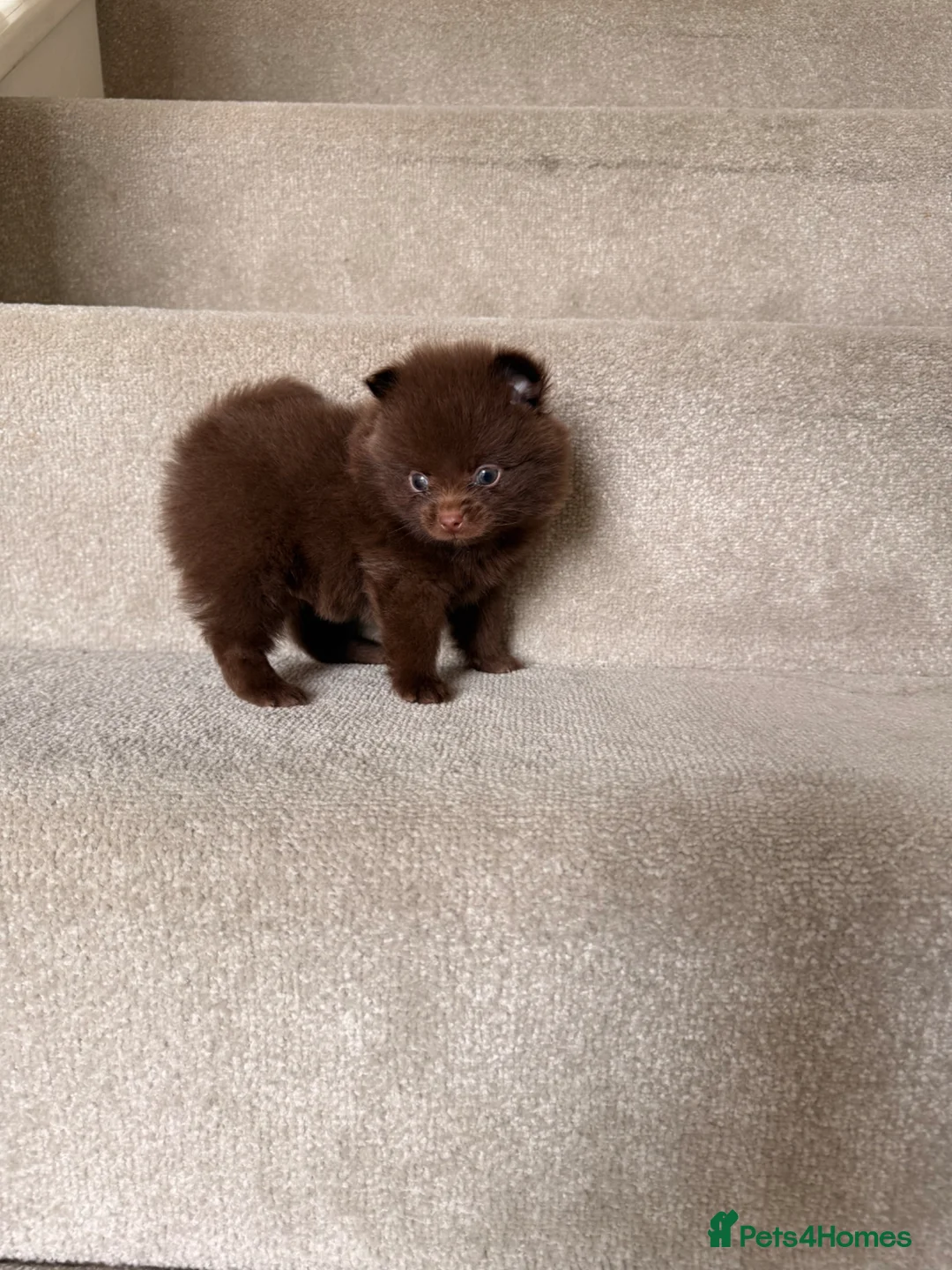 Pomeranian dogs for sale: Beautiful Pomeranian Puppies ❤️ - Advert 11