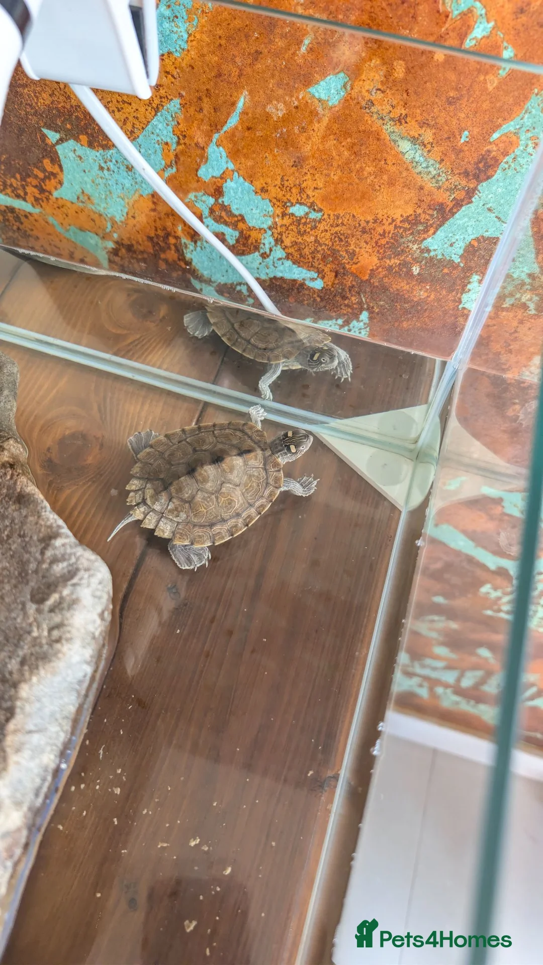 Terrapin reptiles for sale: Two terrapin for sale - Advert 4