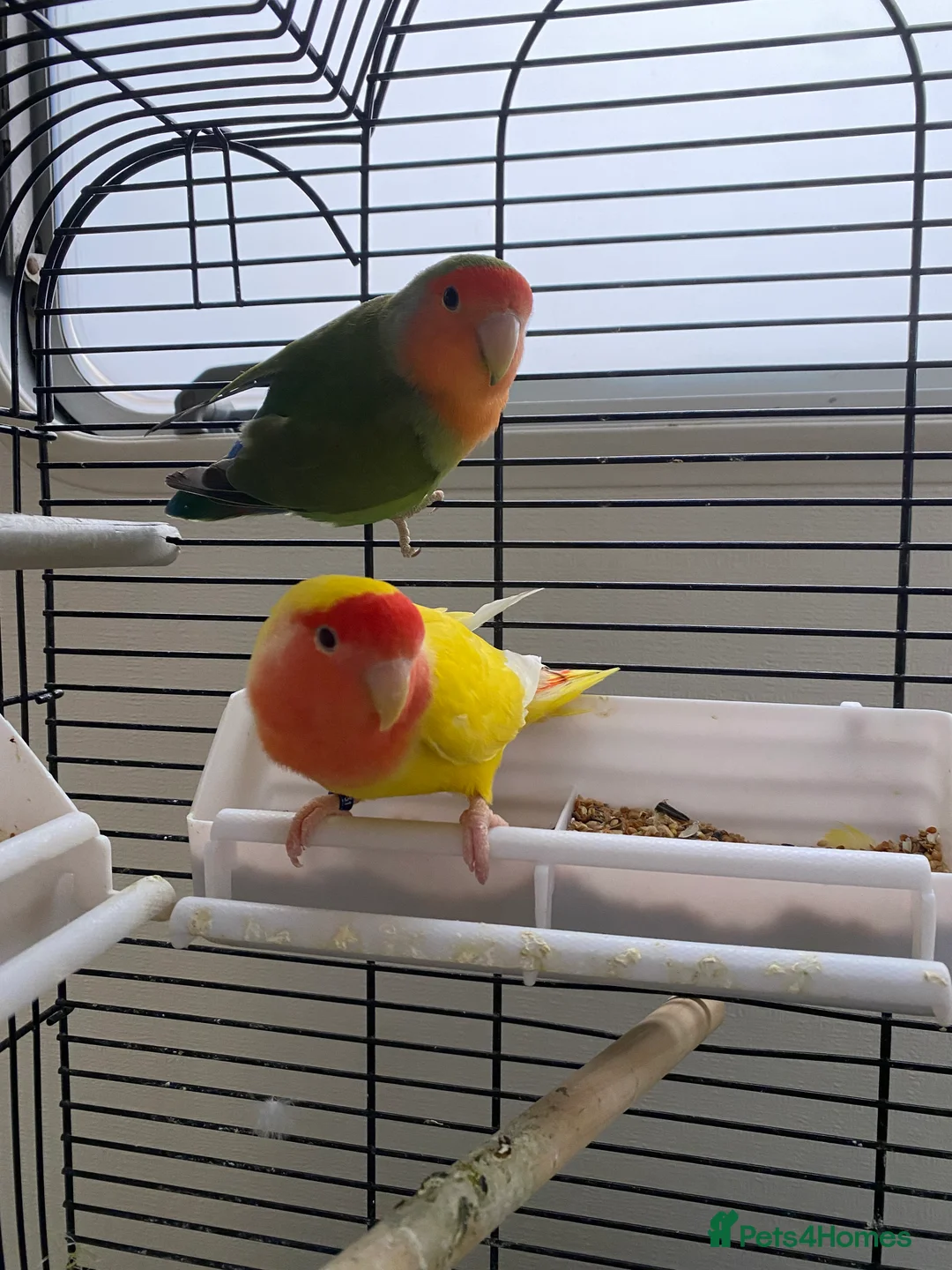 Mixed Breed birds for sale: Love Birds & ring neck parrot - Advert 1