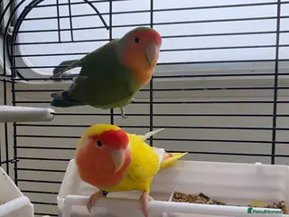 Mixed Breed birds Love Birds & ring neck parrot - Advert 1