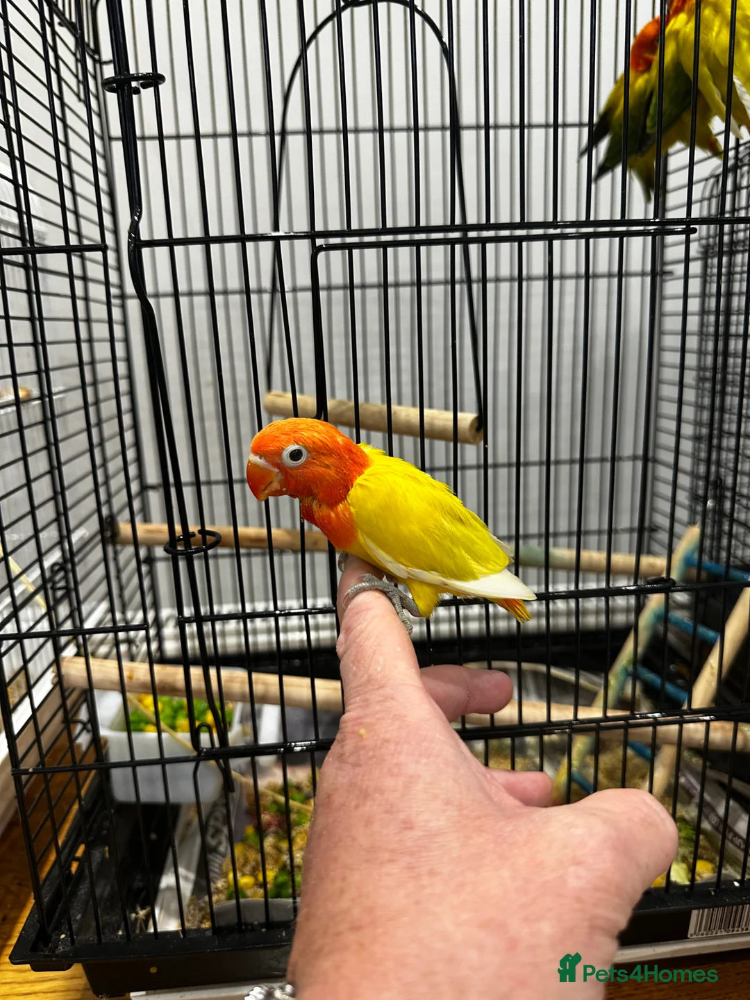Lovebirds birds for sale: Tame fischer lovebirds  - Advert 1