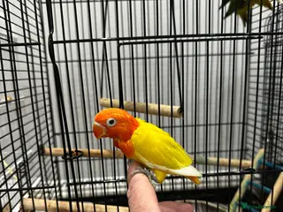Lovebirds birds for sale: Tame fischer lovebirds - Advert 2