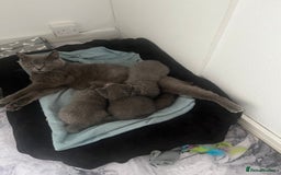 British Shorthair cats for sale: British shorthair kittens ready to rehome - Image 4
