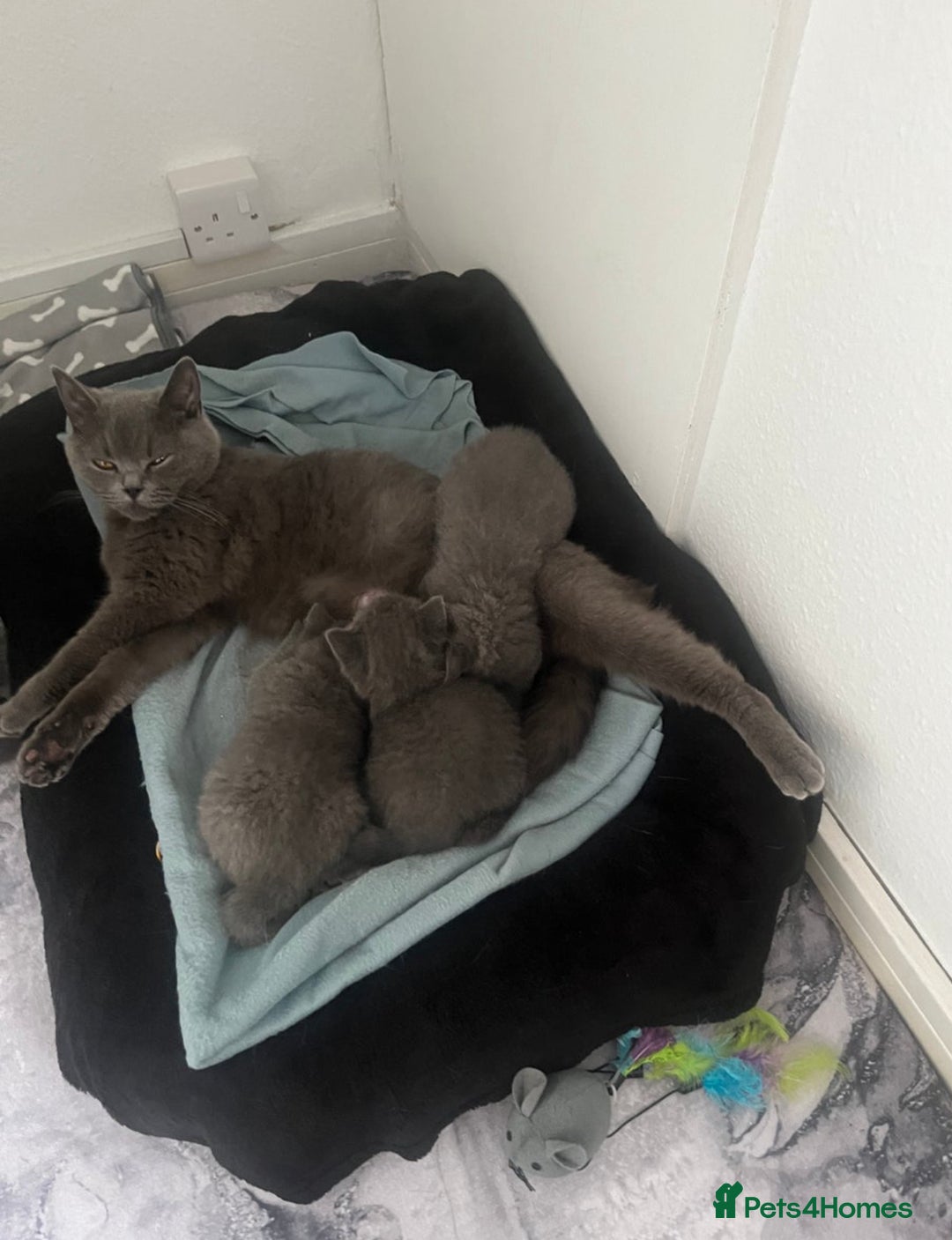 British Shorthair cats for sale: British shorthair kittens ready to rehome - Image 4