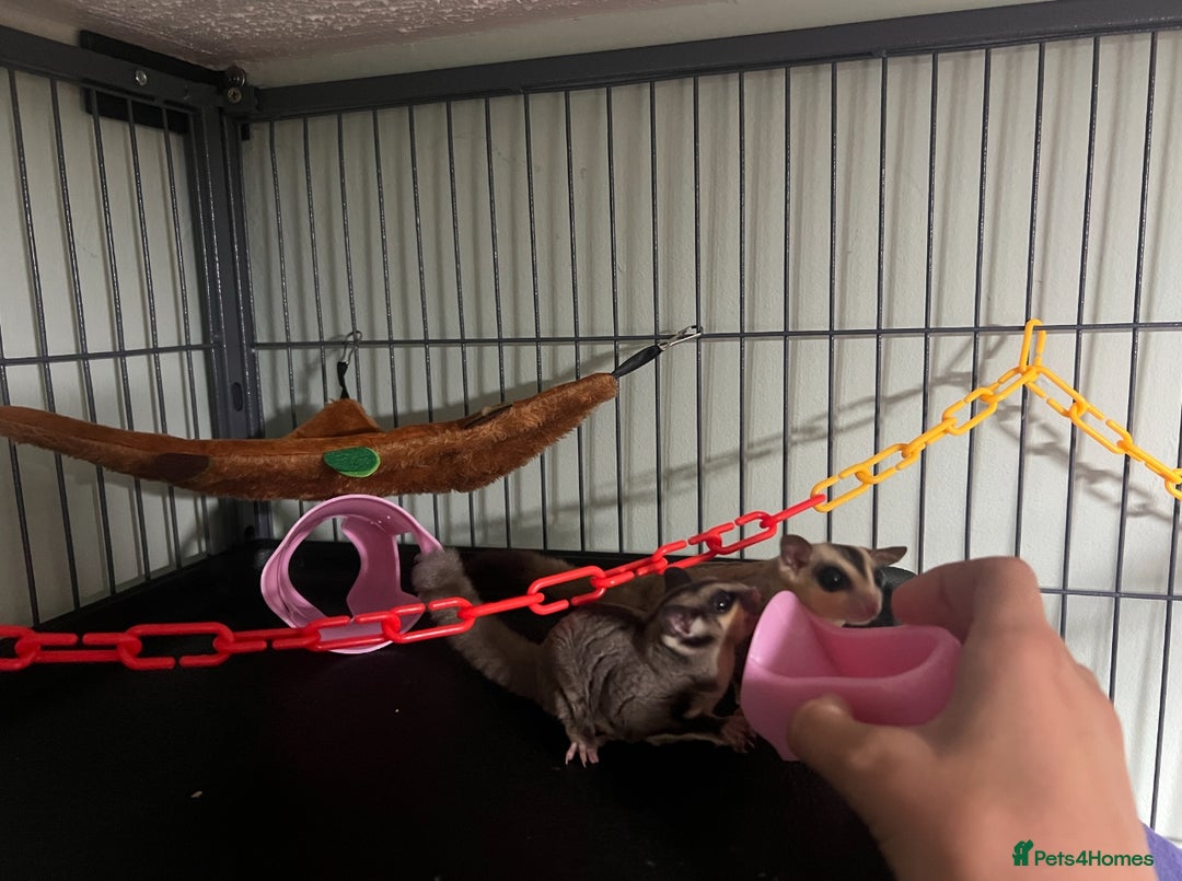 Sugar Glider rodents for sale: 2 happy sugar gliders, girl and boy 17 weeks old - Image 4