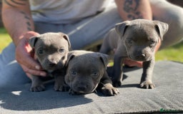 Staffordshire Bull Terrier dogs for sale: Stunning Staffordshire Bullterrier Puppies  - Image 2