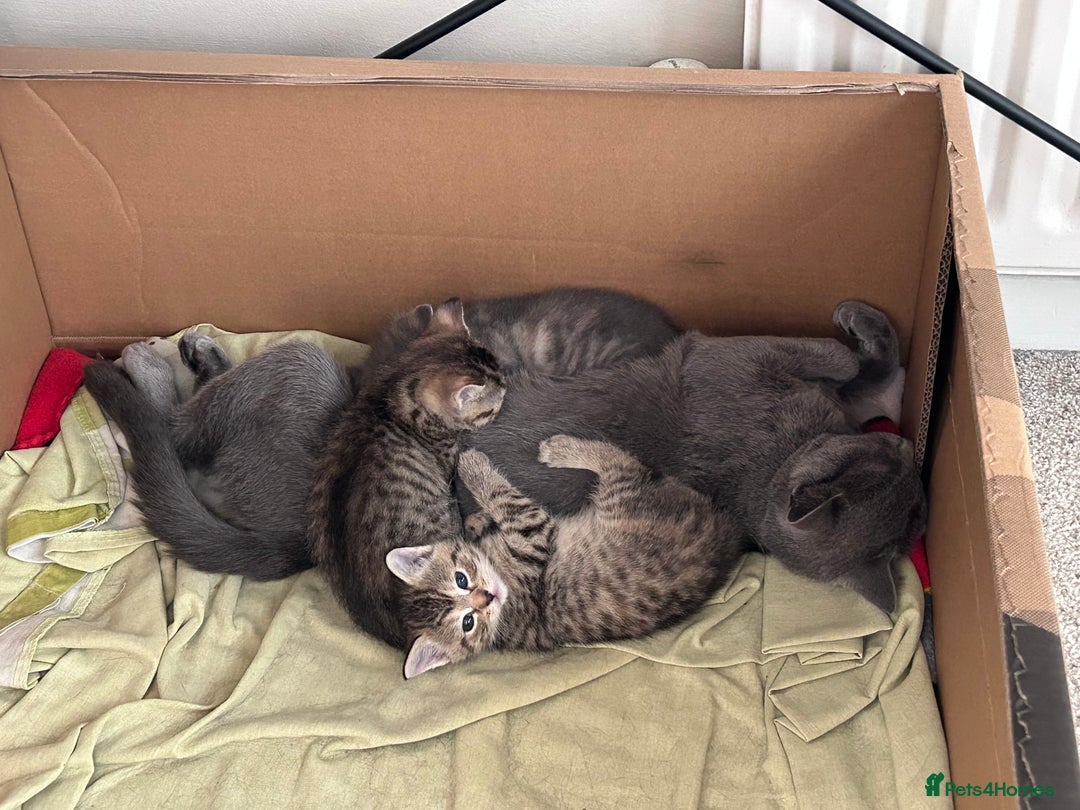 Russian Blue cats for sale: Blue Russian Cross Kittens - Image 2