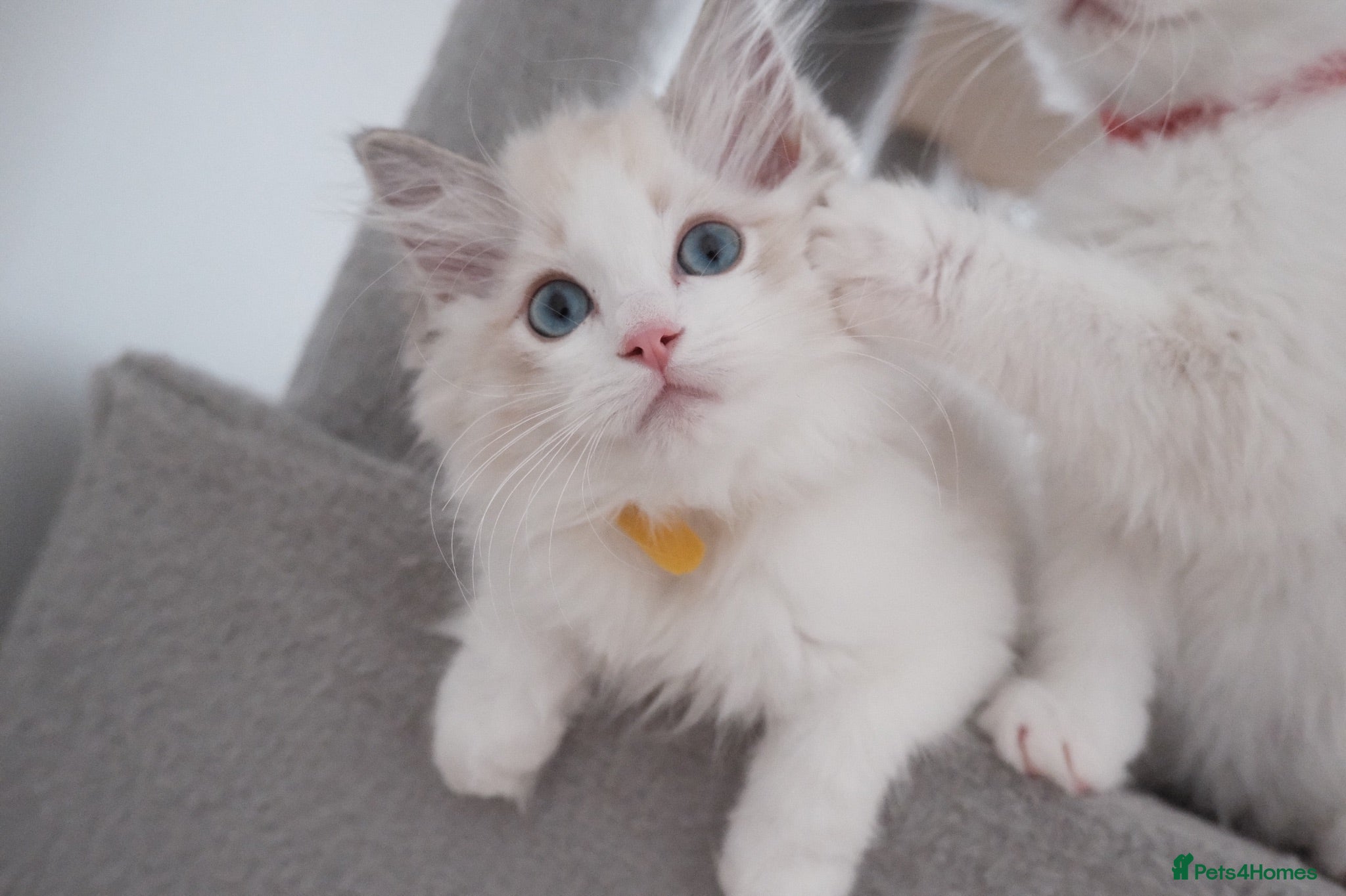 Ragdoll cats Champion European R-Bloodline Ragdoll Kittens - Advert 1