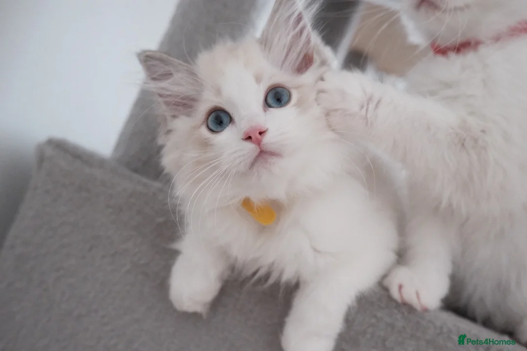 Ragdoll cats for sale: Champion European R-Bloodline Ragdoll Kittens - Advert 1