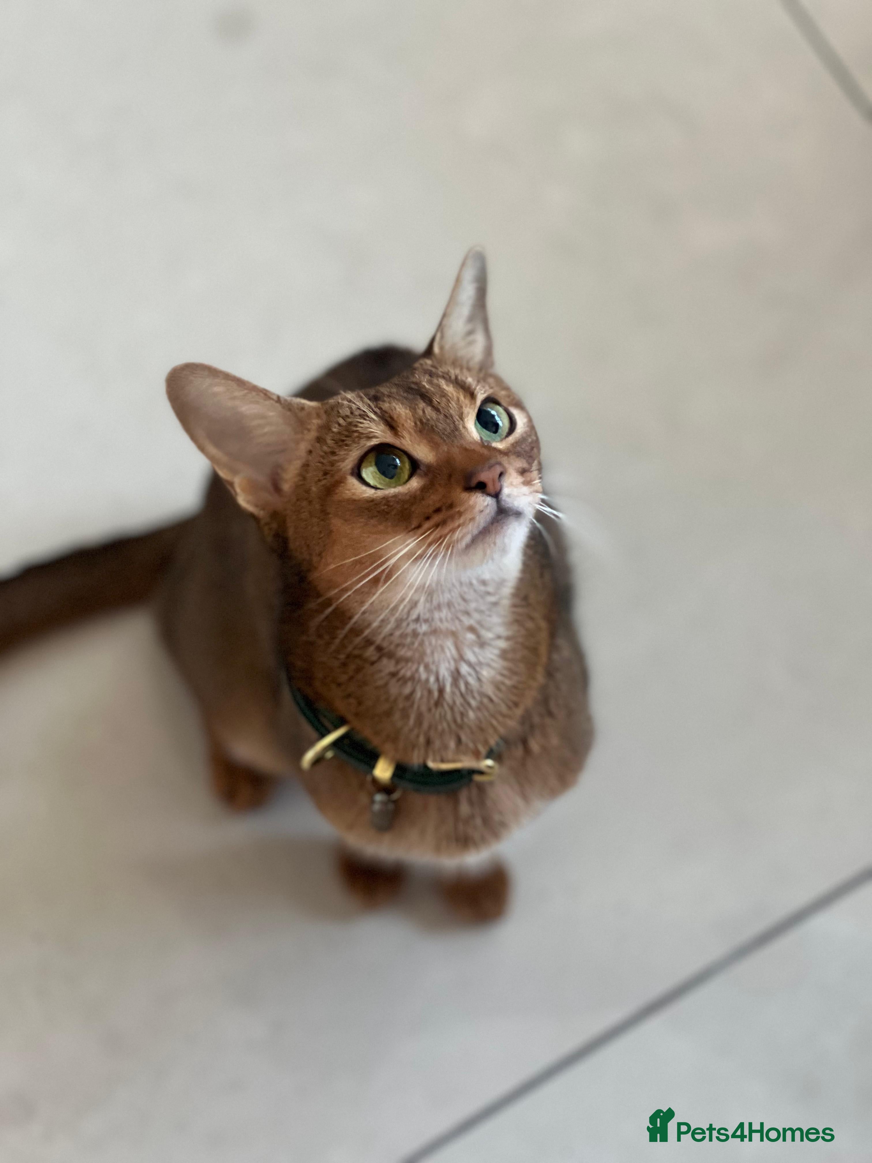 Abyssinian cats Pedigree TICA registered Beautiful Abyssinian - Advert 2