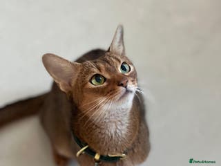 Abyssinian cats Pedigree TICA registered Beautiful Abyssinian - Advert 6