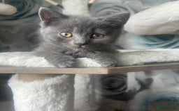 British Shorthair cats for sale: Beautiful British short hair kittens  in Manchester - Image 35
