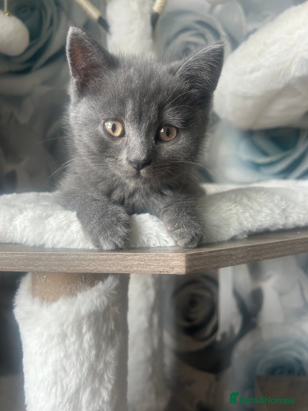 British Shorthair cats for sale: Beautiful British short hair kittens  in Manchester - Image 35