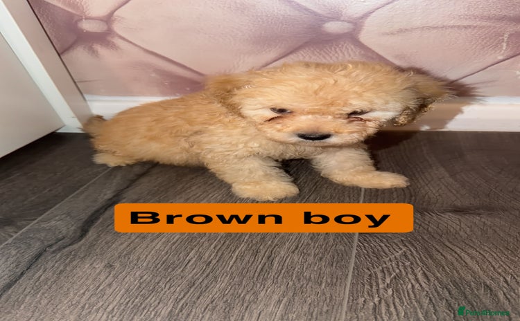 Miniature Poodle dogs Mini poodle london - Advert 14