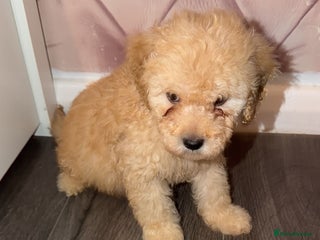 Miniature Poodle dogs Mini poodle london - Advert 18