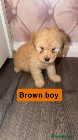 Miniature Poodle dogs Mini poodle london - Advert 16