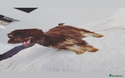 Cockapoo dogs for sale: Quality health tested miniature cockapoo girl! - Image 7