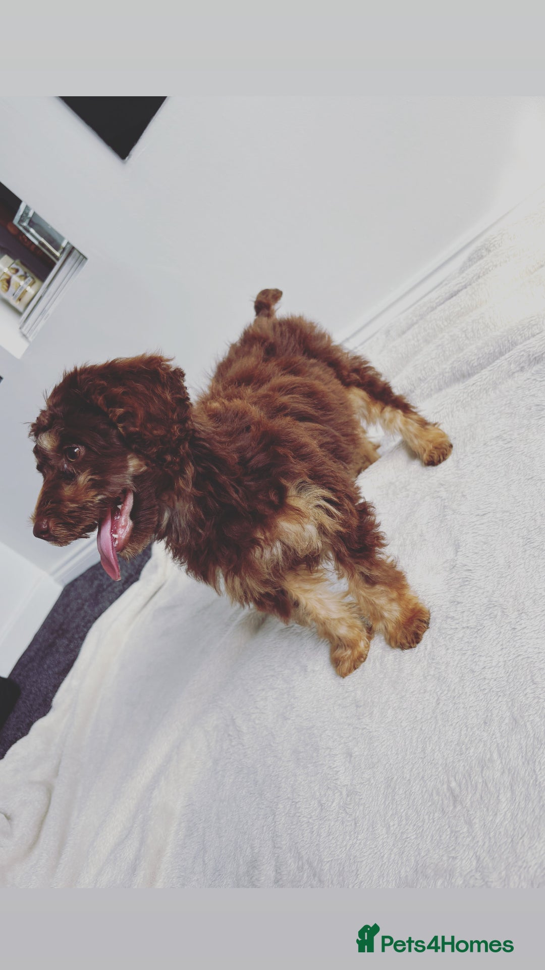 Cockapoo dogs for sale: Quality health tested miniature cockapoo girl! - Image 7
