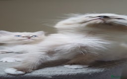 Ragdoll cats for sale: 2 Beautiful Girls available  - Image 2
