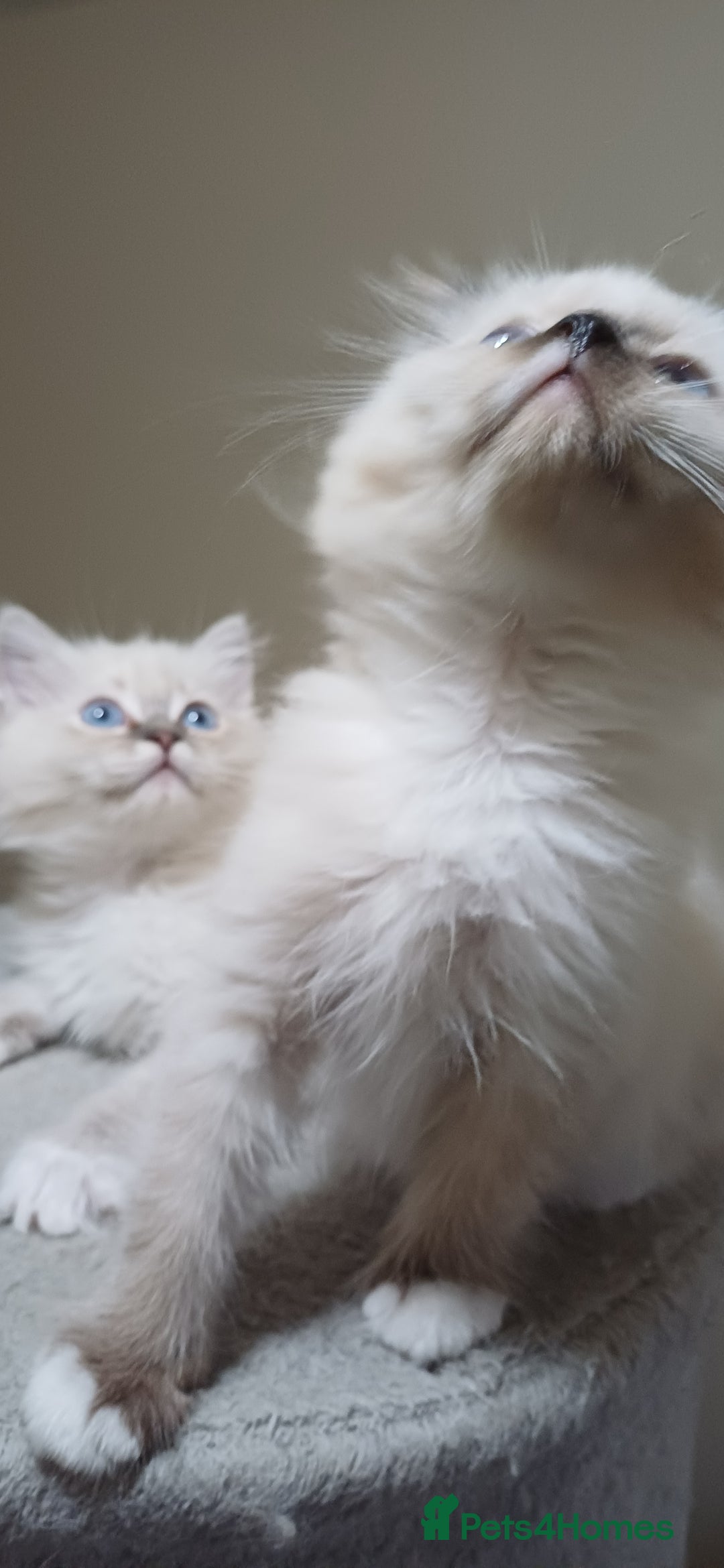 Ragdoll cats for sale: 2 Beautiful Girls available  - Image 2
