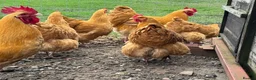 Chickens poultry for sale: Show Quality Hatching Eggs Various Breeds  - Advert 4
