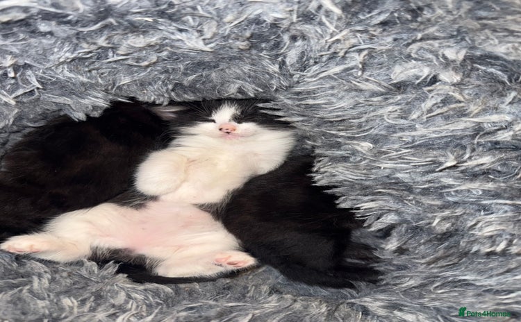 Mixed Breed cats - Advert 11