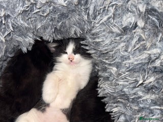 Mixed Breed cats - Advert 13