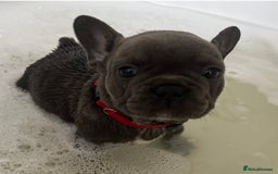 French Bulldog dogs for sale: Fabulous Frenchies ❤️ - Image 7