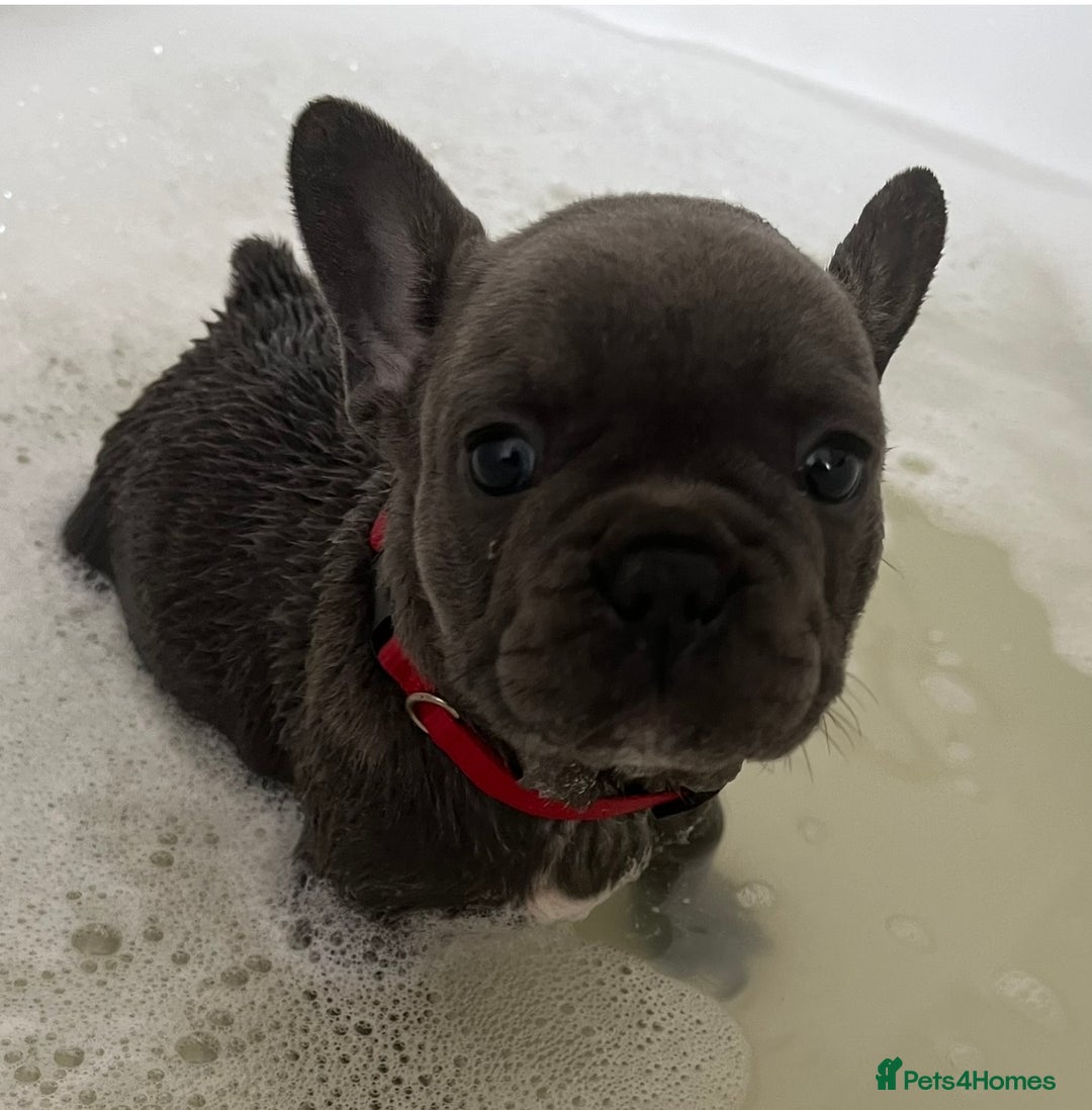 French Bulldog dogs for sale: Fabulous Frenchies ❤️ - Image 7