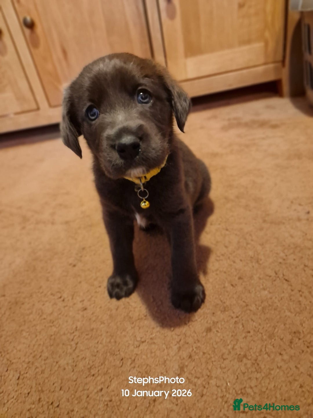 Mixed Breed dogs for sale: 3 silver 1 black white female lab puppies  - Advert 8