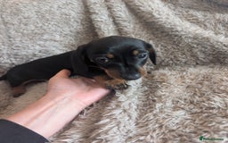 Miniature Dachshund dogs for sale: Stunning Miniature Daschounds Puppies  - Image 5