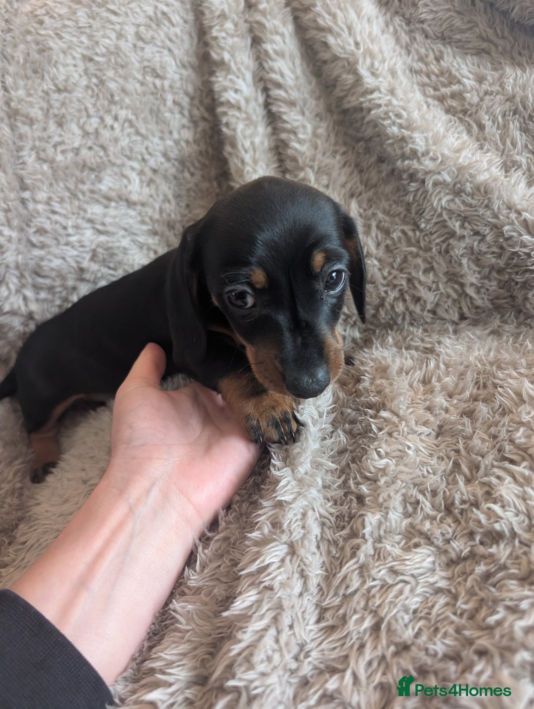 Miniature Dachshund dogs for sale: Stunning Miniature Daschounds Puppies  - Image 5