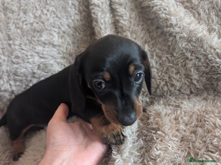 Miniature Dachshund dogs - Advert 9