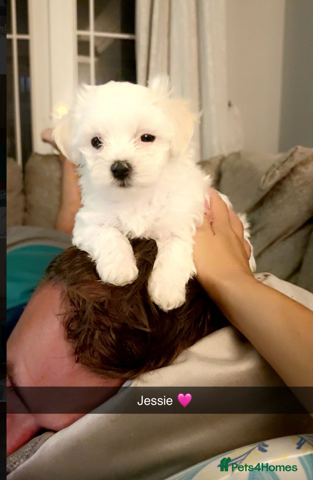 Mixed Breed dogs for sale: Bichon Maltese pups for sale 4 girls 1 boy - Image 4