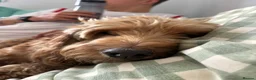 Cockapoo dogs for stud: Proven F1 male cockapoo for STUD in Pershore - Advert 7