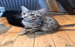 Savannah cats for sale: African bloodline, savanna kittens - Image 12