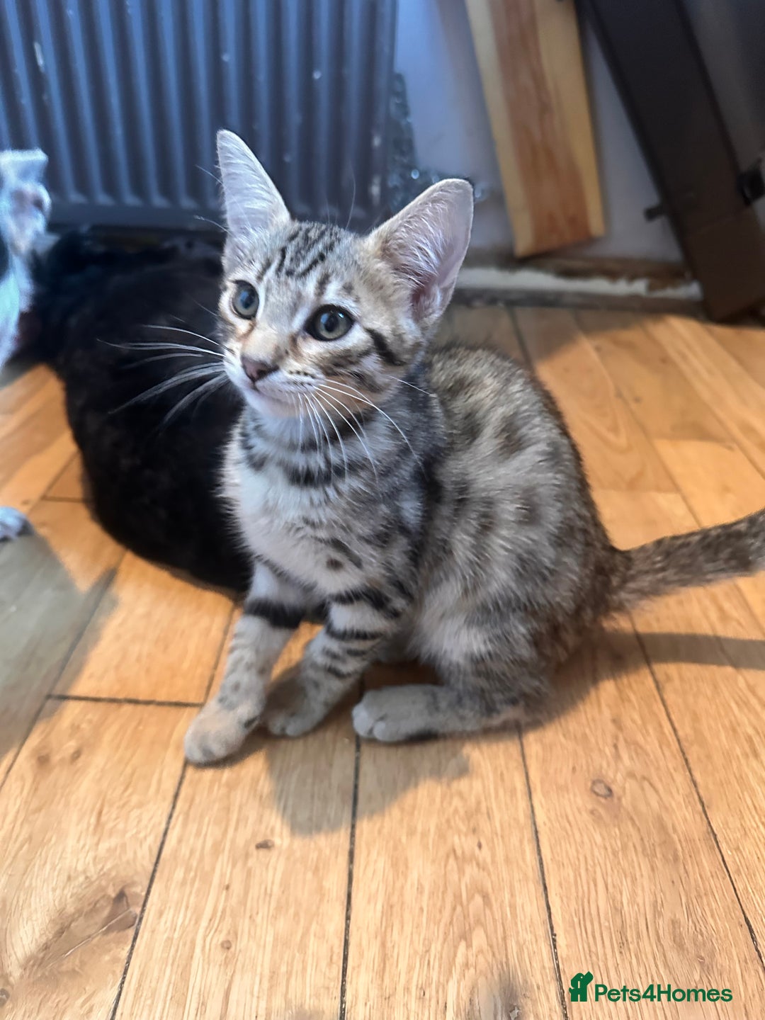 Savannah cats for sale: African bloodline, savanna kittens - Image 12
