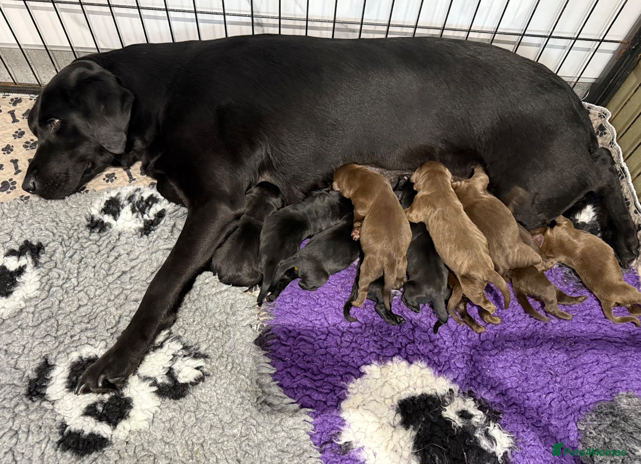 Labrador Retriever dogs New Arrivals at Westfena 🐾 Labradors  - Advert 1