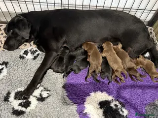 Labrador Retriever dogs for sale: New Arrivals at Westfena 🐾 Labradors - Advert 1