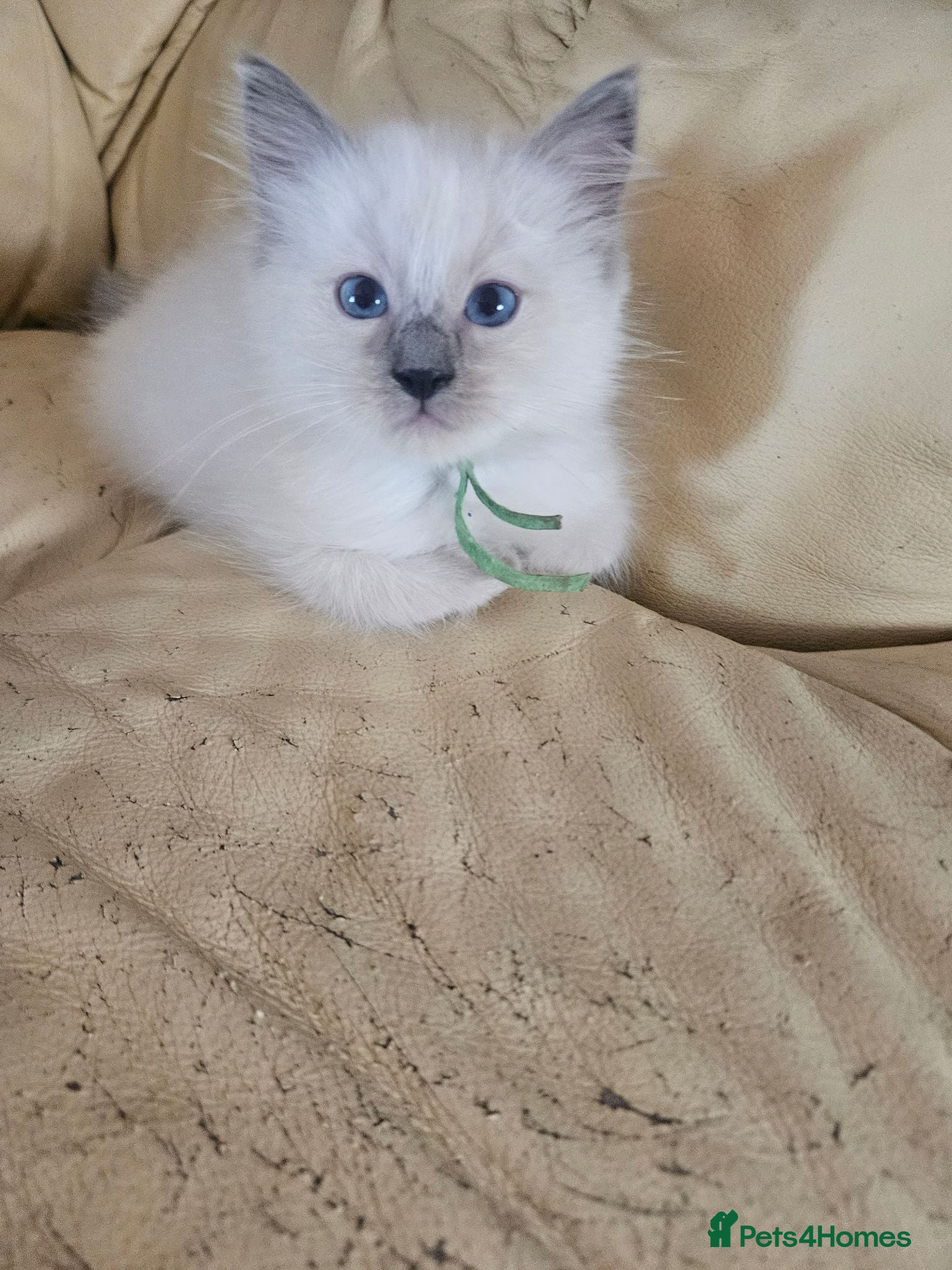 Ragdoll cats Beautiful Ragdoll kittens - Advert 1