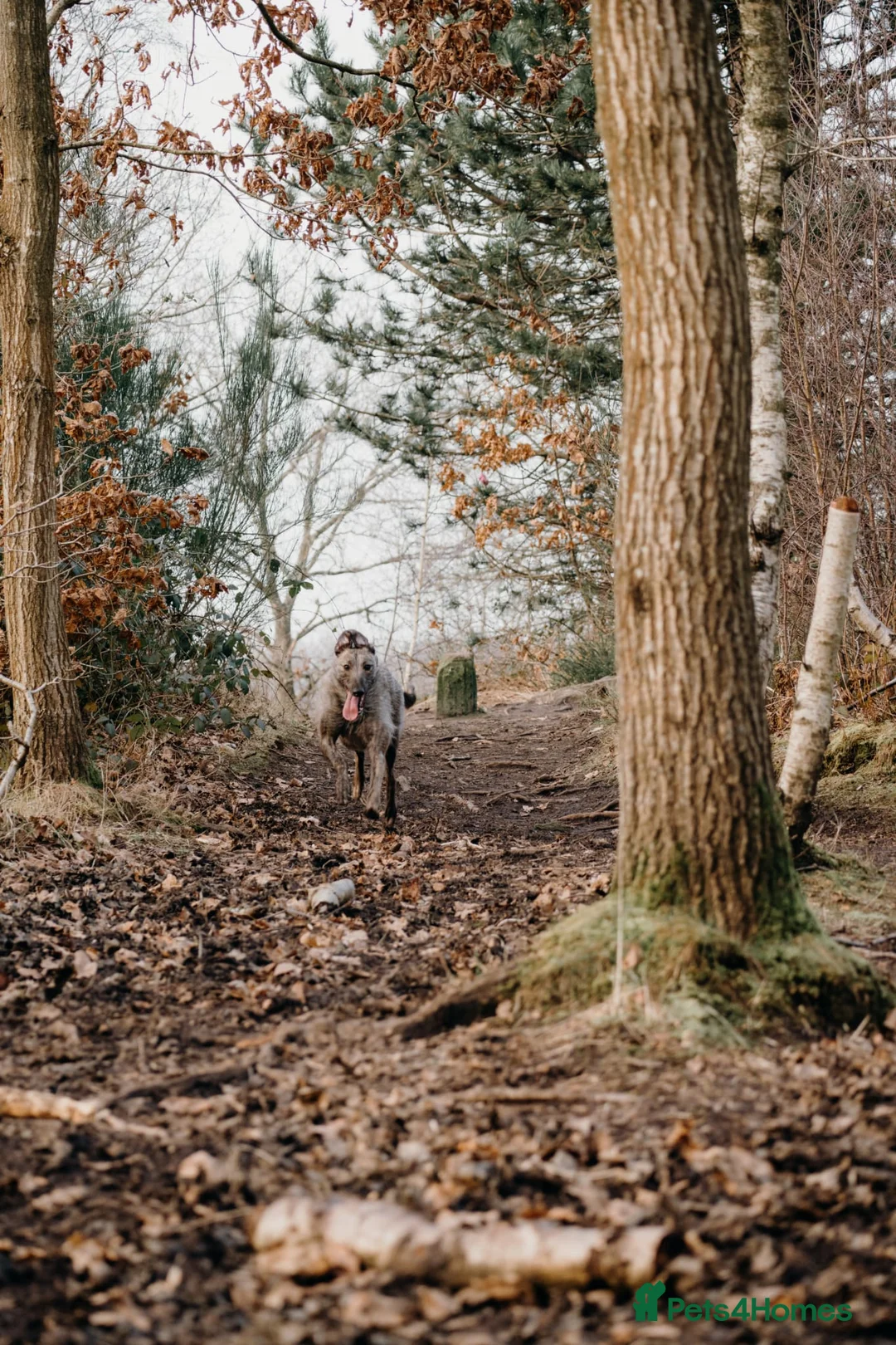 Lurcher dogs for sale: 2 year old lurcher - Advert 2