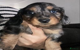 Dachshund dogs for sale: Stunning litter of Dachshund puppies  - Image 1