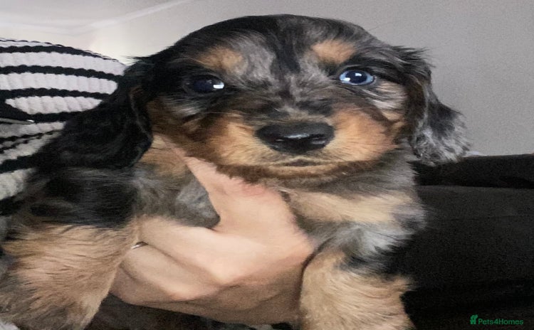 Dachshund dogs - Advert 1