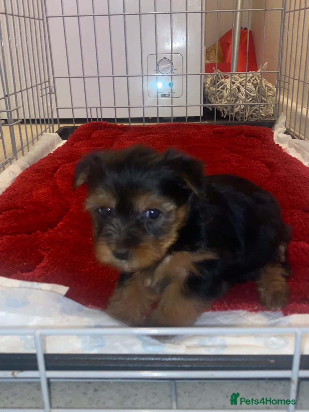 Yorkshire Terrier dogs for sale: Yorkshire terroir puppies  - Advert 2